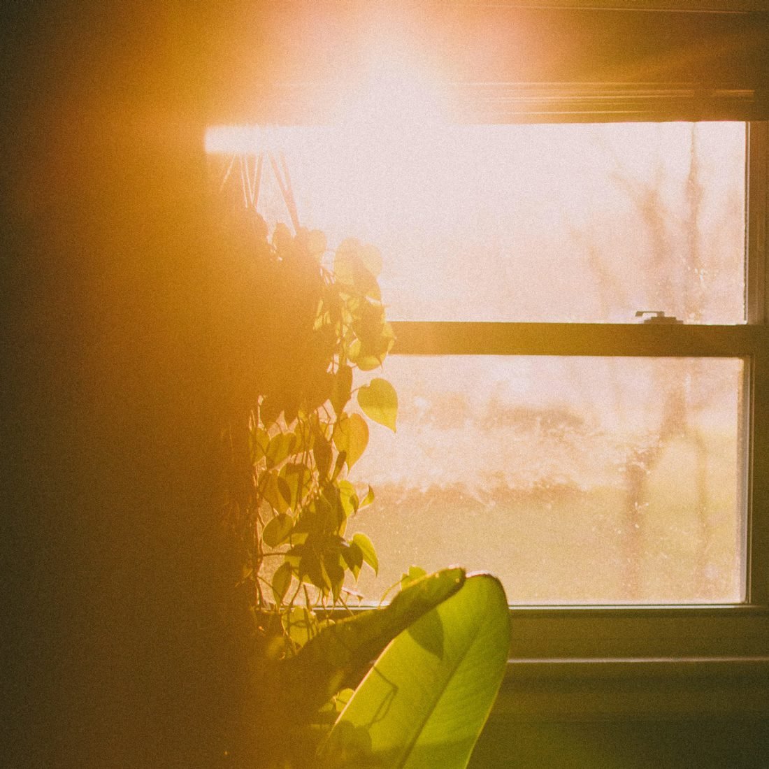 Warm sunlight streaming through a window with plants